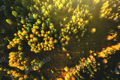 Preview: Top down aerial view of bright green spruce and yellow autumn trees in fall forest