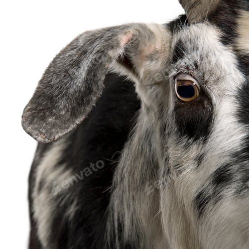 Preview: Close-up headshot of Rove goat, 5 years old, standing in front of white background