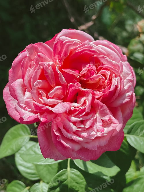 Preview: beautiful fresh decorative rose close-up. a bouquet of roses and several flowers from roses.