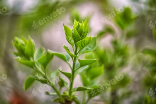 Preview: Background with green sprouts on lilac bush branches during spring.