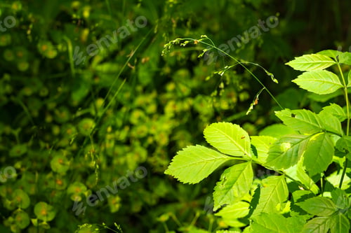 Preview: Fresh green leaves close up