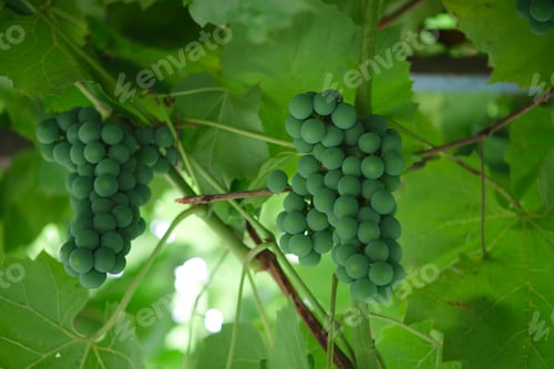 Preview: Bunch of unripe green grapes Isabella