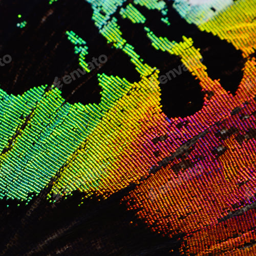 Preview: multicolored butterfly wing