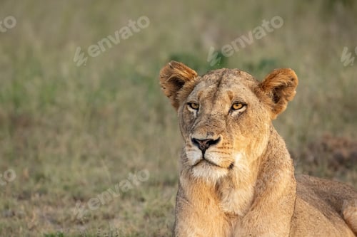 Preview: A close-up of a lioness's face, Panthera leo.