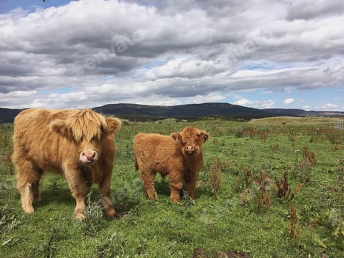 Preview: Young Highland Cattle in the north of Scotland