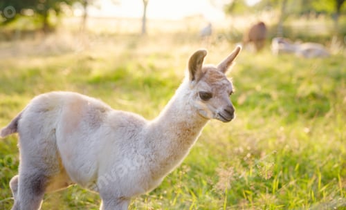 Preview: Beautiful sunrise Europe farm scene