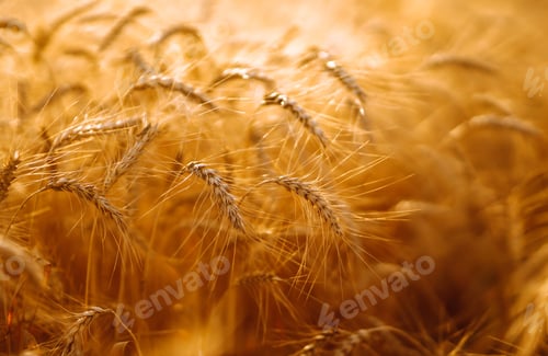 Preview: Ears of golden wheat close up. Growth nature harvest. Agriculture farm.