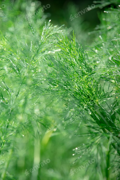 Vista previa: Green dill or fennel wet plant with dew background.