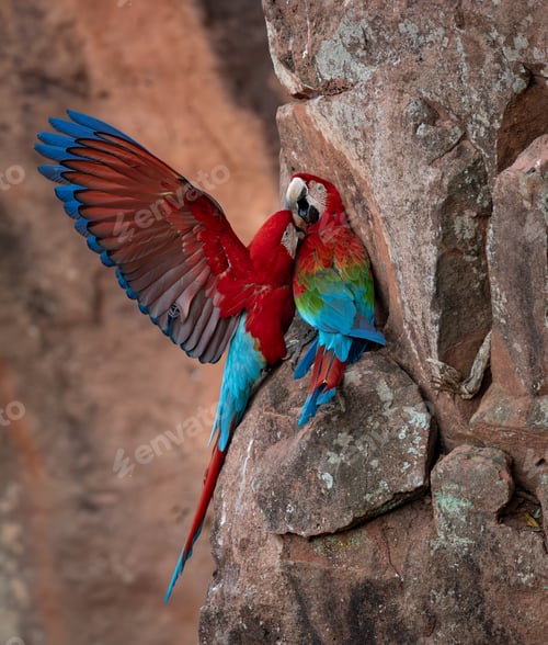 Preview: Red and Green Macaw in flight in Brazil