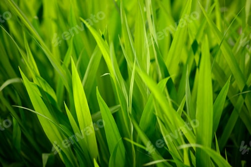 Preview: Closeup of green grass leaves