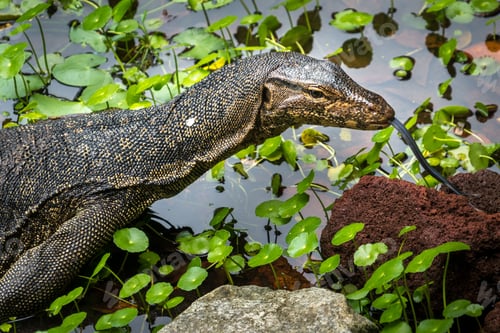 Preview: Closeup shot of a monitor lizard crawling in a lake