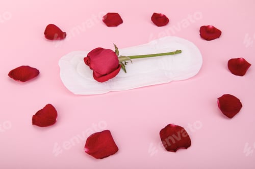 Preview: Red rose on a sanitary pad surrounded with petals on a pink background