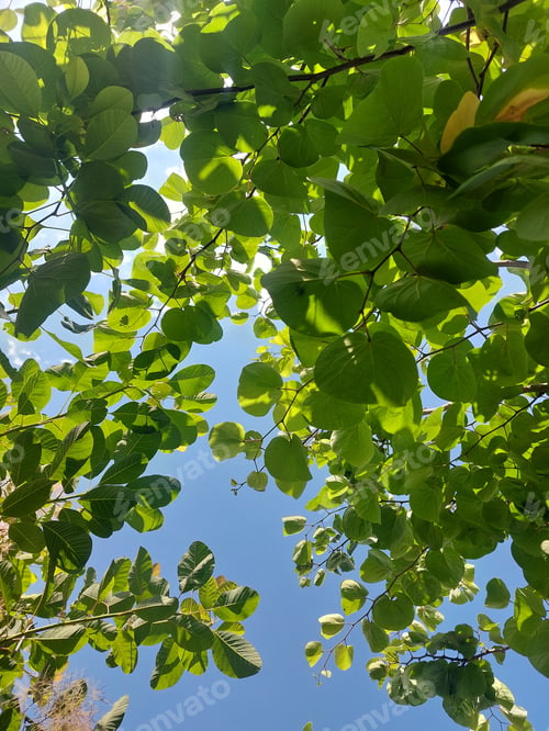 Preview: looking up into the blue sky through green leaves of trees