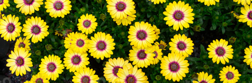 Preview: Cape marguerites yellow blossom flowers in spring. African daisies