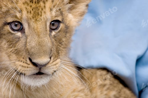 Preview: Lion Cub (7 weeks)