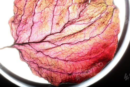 Preview: Dry Leaf Texture Abstract Background