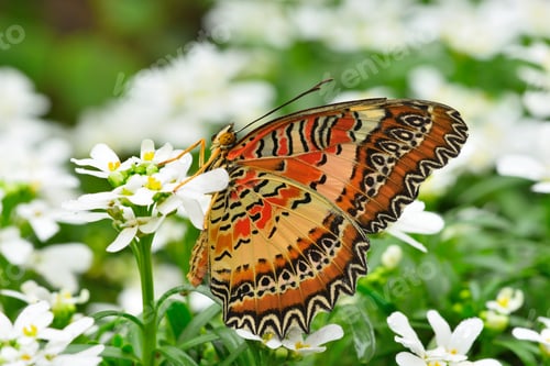 Preview: Tropical colorful butterfly among white flowers.