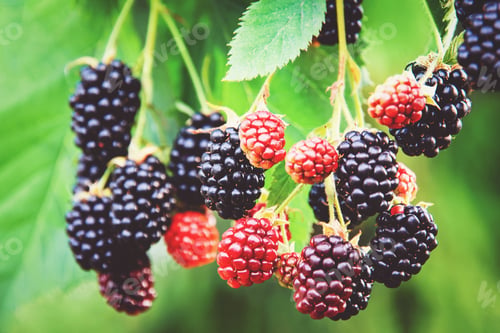 Preview: Blackberry plant in the garden, ripening blackberries on branch, bramble fruit growing in summer