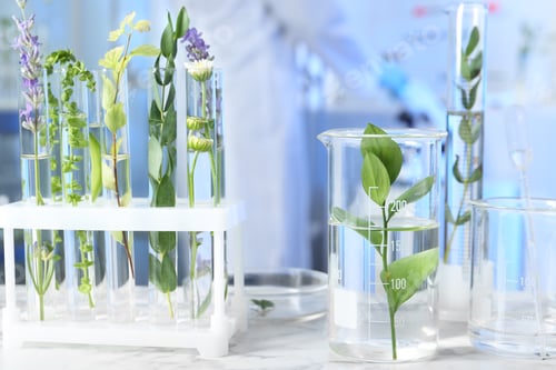 Preview: Test tubes and other laboratory glassware with different plants on table indoors