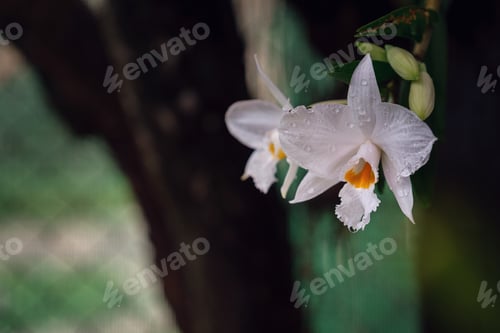 Preview: Beautiful exotic flower orchid in a greenhouse in Thailand