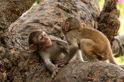 Preview: Macaques in nature. Macaques constitute a genus (Macaca) of gregarious monkeys.