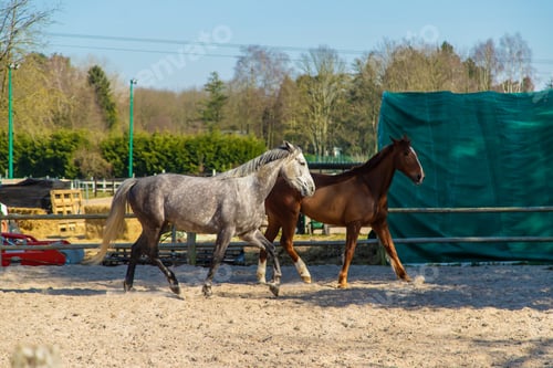 Horses walking in a paddock on a sunny day