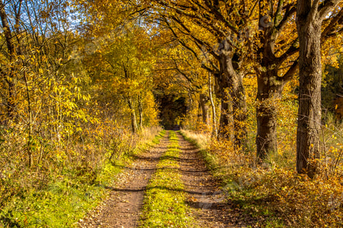 Preview: Rural autumn lane