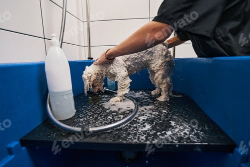 Preview: Careful and comfortable bathing in pet grooming house