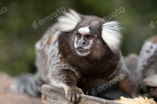 Preview: Monkey portrait