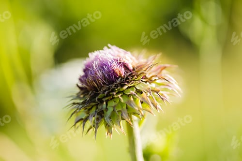 Preview: thistle