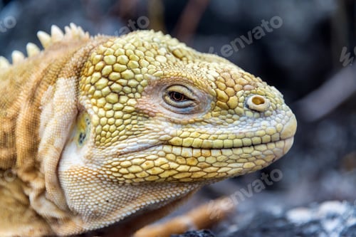 Preview: Land Iguana Closeup