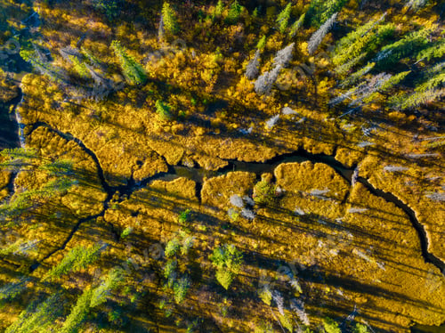 Preview: A drone view of the river in the woods. Drone view of the marsh. An aerial view of an autumn forest.