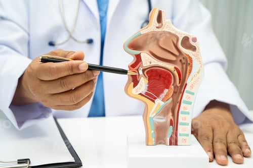 Preview: Asian doctor with nasal oral throat cavity neck human anatomy model