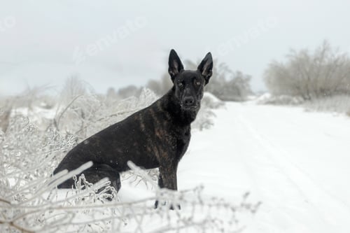 Preview: Dutch Shepherd Dog Side Profile Portrait In Winter