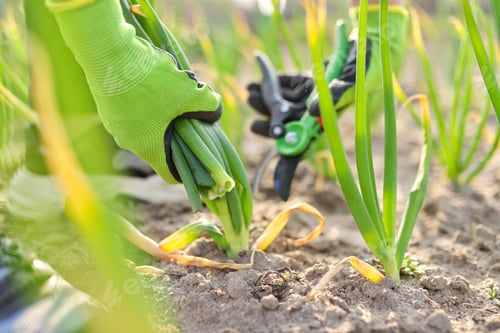 Preview: Hands of gardener cutting green onions in vegetable garden