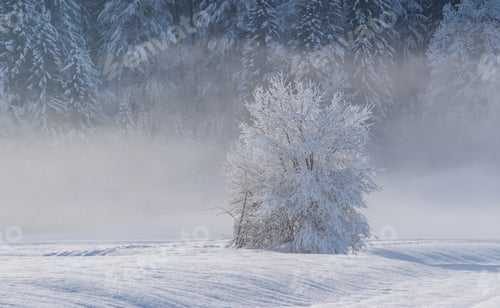 Preview: Winter morning in the forest and mountains