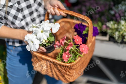Preview: Customer with basket full of flowers in garden center