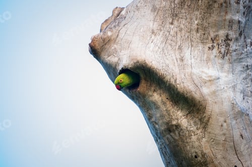 Preview: Rose-ringed parakeet peeking out from the tree hole.