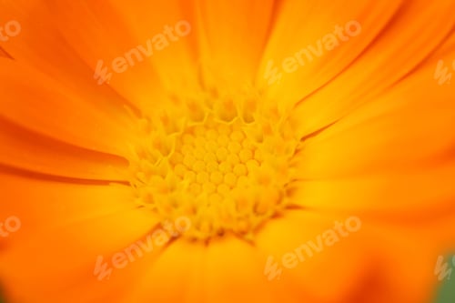 Preview: Calendula officinalis - marigold. Yellow flower