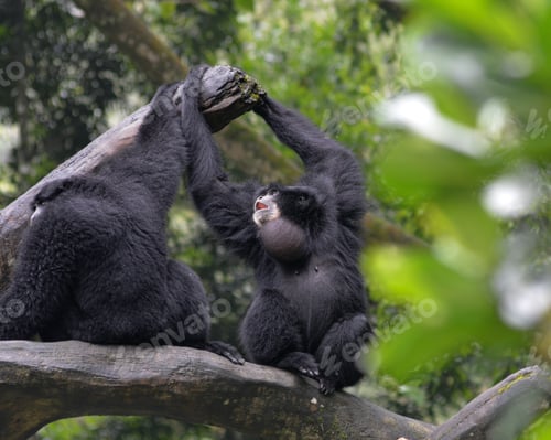 Preview: Shout of The siamang, Symphalangus syndactylus.