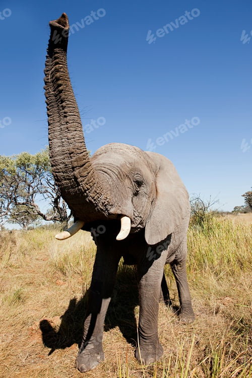 Preview: Female African Elephant, head on, Botswana, Africa