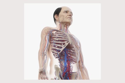 Preview: Elder Male Anatomy: Skin, Skeleton, and Vascular System