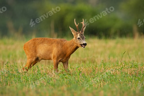 Preview: Majestic roe deer standing on stubble field during rain in summer nature