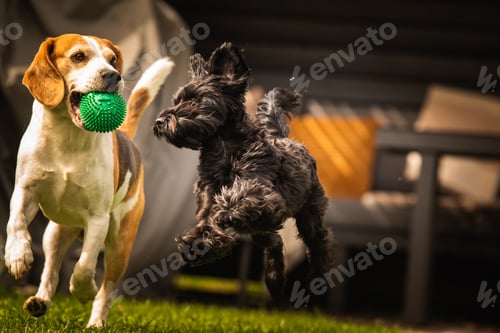 Preview: There are two dogs joyfully playing together with a green ball in the grass