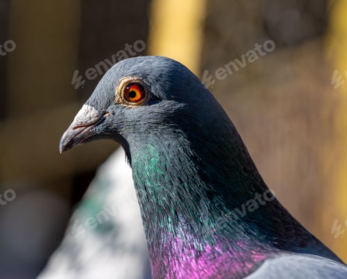 Preview: Close-up of a pigeon with iridescent plumage against a blurred background