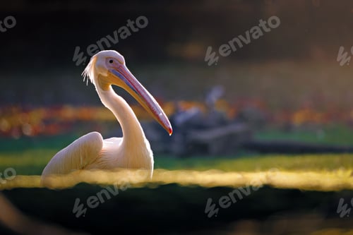 Preview: Elegant Pelican in Soft Evening Light