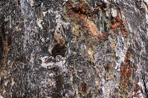 Preview: Sap from pine tree. Bark Background texture