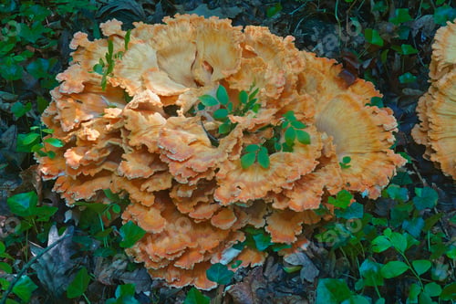 Preview: Chicken On The Woods Fungus (Laetiporus Sulphureus). Called Chicken Mushroom, Crab-Of-The Woods