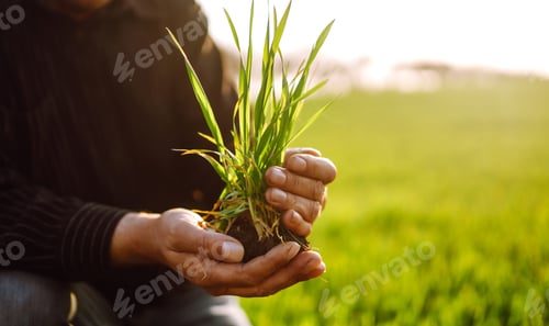 Preview: Young wheat sprout in the hands of a farmer. The farmer considers young wheat in the field.