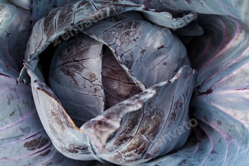 Preview: Close-up of a cabbage flower head with vibrant colors of purple, white and red.